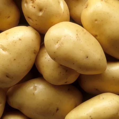 Batata